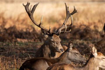 Stunning deer displaying his antlers, sitting in park with dappled autumn sunlight with blurred young deer in front