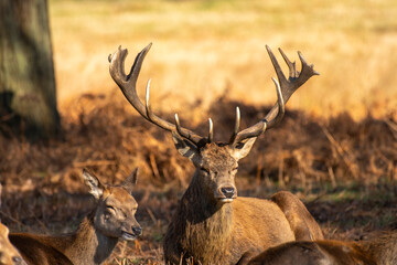 Stunning deer displaying his antlers, sitting in park with dappled autumn sunlight with young deer to side