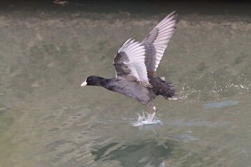 オオバンの羽ばたき