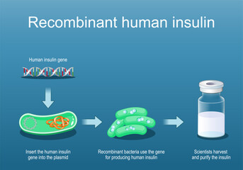 Recombinant bacteria for producing insulin
