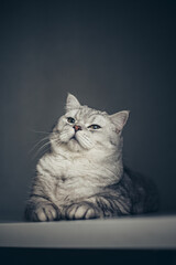 Portrait cute striped gray british kitten with big eyes sitting on white table at home. cat looking...