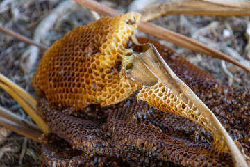 Interior of a broken bee hive in a natural environment in Florida