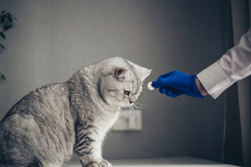 Veterinarian giving pill to cute british cat in vet clinic.