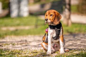 Portrait of a dog. One beagle dog in sunny day.