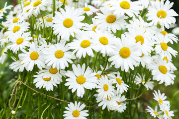 Many Chamomile daisy flowers blooming on flower bed in garden close up, flower background - obrazy, fototapety, plakaty