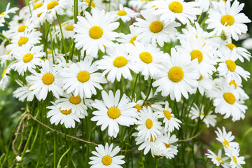 Many Chamomile daisy flowers blooming on flower bed in garden close up, flower background