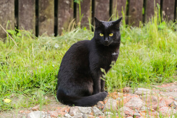 Beautiful bombay black cat portrait with yellow eyes and attentive look in green grass in nature garden, countryside