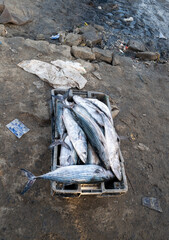 retour de pêche avec des cargaisons de poissons sur la plage dans le port de pêche traditionnel de Saint Louis du Sénégal en Afrique