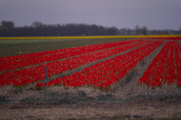 Blossoming tulip fields in a dutch landscape during spring season. Amazing view with a land full of flowers on a cloudy day