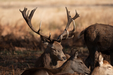 Splendid deer with damaged antlers sitting down facing right, with antlers upright and very visivle, sitting in park with dappled autumn sunlight with young deer to side and to the front