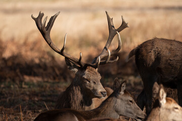 Splendid deer with damaged antlers sitting down facing right, with antlers upright and very...