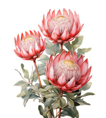 Three pink protea flowers with leaves isolated on white background. Watercolor botanical illustration for wedding invitation.