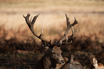 Deer with damaged antlers sitting down facing with sun catching antlers in eerie light, right, sitting in park with dappled autumn sunlight with young deer to side and to the front