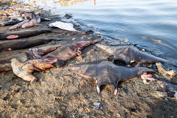 retour de pêche avec des requins dépecés sur la plage dans le port de pêche traditionnel de...