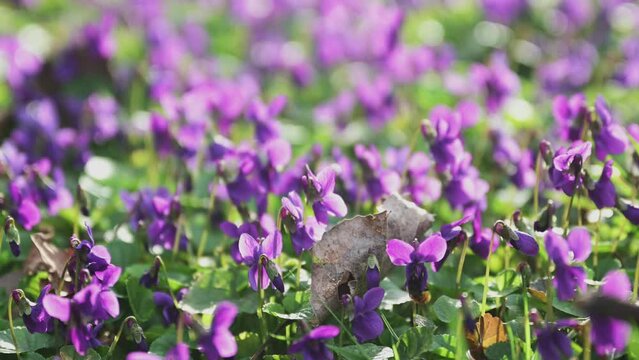 Bee on viola flower in park in spring morning