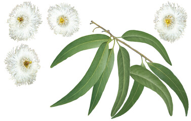Eukalyptus Blätter und Blüten