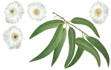 Eukalyptus Blätter und Blüten