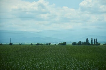 Fototapeta premium A field planted with corn or sunflower. Agricultural industry. Southern regions.