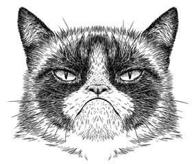 Vintage engraving isolated cat set illustration kitty ink sketch. Pet background kitten silhouette whisker art. Black and white hand drawn image - obrazy, fototapety, plakaty