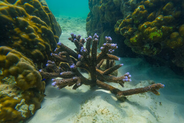 Underwater coral reef. Corals in the form of horns with blue tipsh, habitat of biocenosis of exotic marine tropical animals