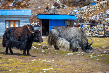 Domesticated Yaks Grazing Near Kyanjin Gompa, Langtang Valley, Nepal