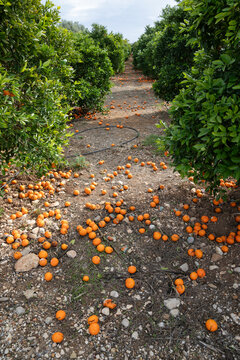 Oranges left unpicked to rot on ground due to lack of rain and dryness of fruit, Alcalali, Marina Alta, Alicante Province, Valencia, Spain, Europe