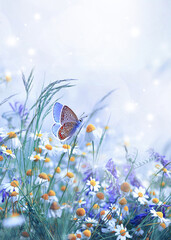 Beautiful wild flowers daisies and butterfly in morning cool haze in nature spring close-up macro. Delightful airy artistic image beauty summer nature. - 757243571