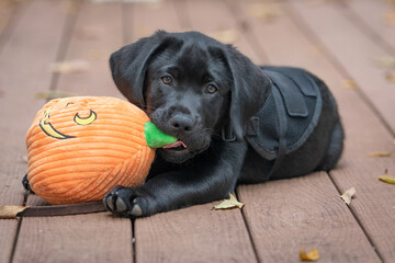 black labrador puppy