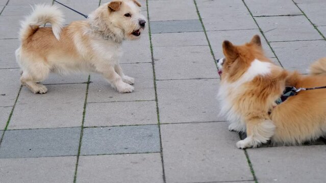 A conflict on a walk between two dogs - mongrel and red Welsh corgi Pembroke. Pets fighting outside. Concept for dog training, anger, muzzle, dangerous, scary, aggressive. 4K slow motion footage