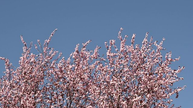 Cherry plum tree in blossom, beautiful spring season background