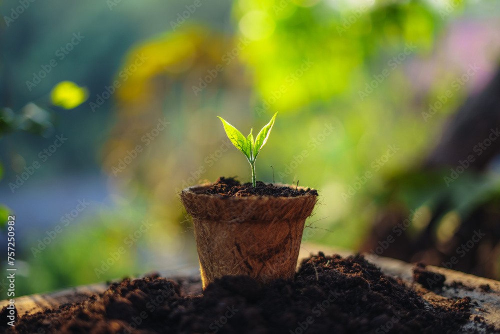 Wall mural spring planting,young tree in a planting pot