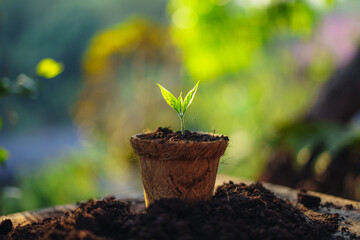 spring planting,young tree in a planting pot