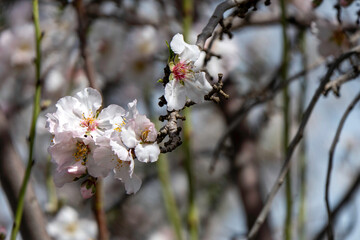 The close-up of an almond flower in full bloom