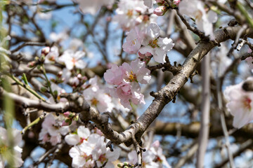 Obraz premium The close-up of an almond flower in full bloom