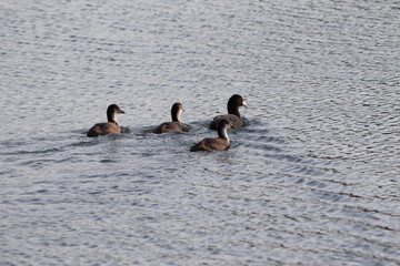 Fulica atra, birds float on water