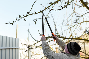 Gardener pruning tree in early spring.