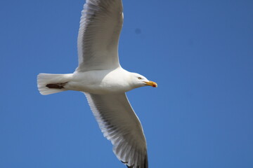 Seagull