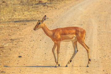 Side view of female impala, species Aepyceros melampus the common African antelope of Kruger National Park in South Africa. Dry season.