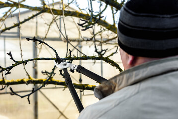 Gardener pruning tree in early spring.