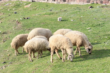 flock of sheep grazing on the grassland