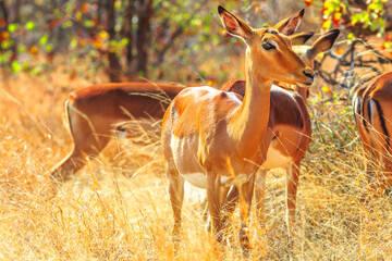 Impala female, Aepyceros melampus, the most common antelope, resting at sunset in Kruger National...