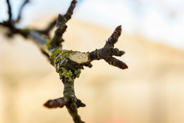 Painting trees with lime or white paint after pruning branches in garden in early spring.