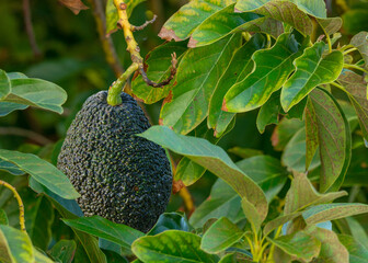 Ripe avocado fruits on the branches of an avocado tree. - 757257517