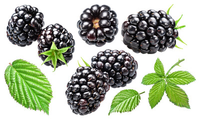 Set of blackberries and blackberry leaves and blackberries leaves on white background. File contains clipping paths. - 757257531