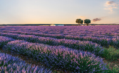 Lavender field in blossom. Rows of lavender bushes stretching to the skyline. Stunning  sunset sky at the background. Brihuega, Spain. - 757257913