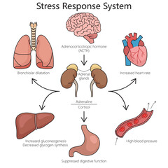 Stress response system structure diagram hand drawn schematic vector illustration. Medical science educational illustration