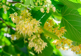 Linden flowers between abundant foliage leaves. Lime tree or tilia tree in blossom. Summer nature background. - 757258119