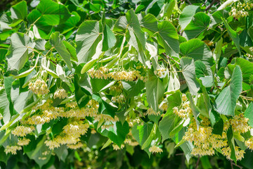 Linden flowers between abundant foliage leaves. Lime tree or tilia tree in blossom. Summer nature background. - 757258125