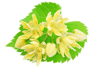 Linden flowers or lime tree flowers on white background. File contains clipping path. - 757258193