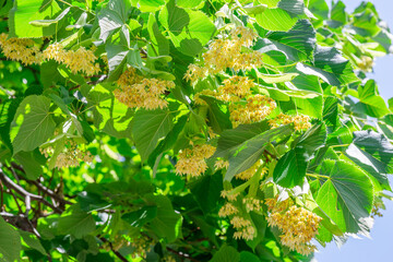 Linden flowers between abundant foliage leaves. Lime tree or tilia tree in blossom. Blue sky at the background. - 757258197